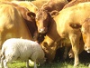 Cattle ... and a sheep