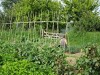 Planting leeks