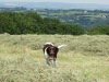 Buddy in the hay