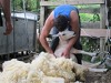 Shearing