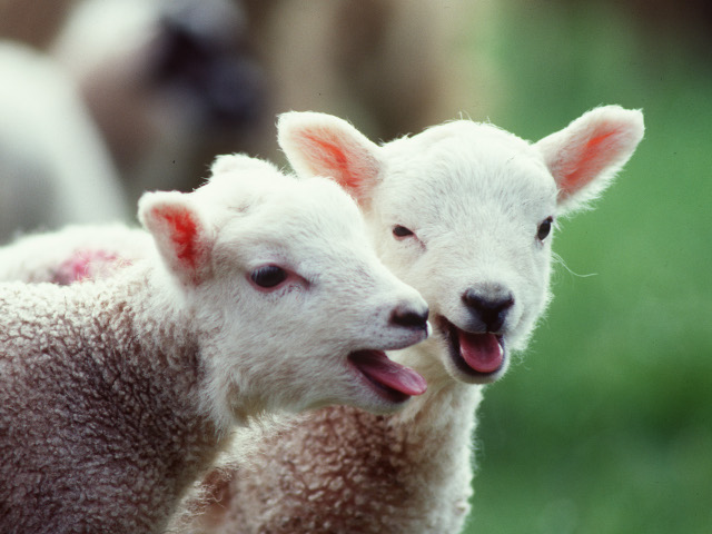 lambs