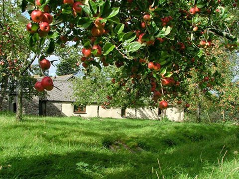 apples