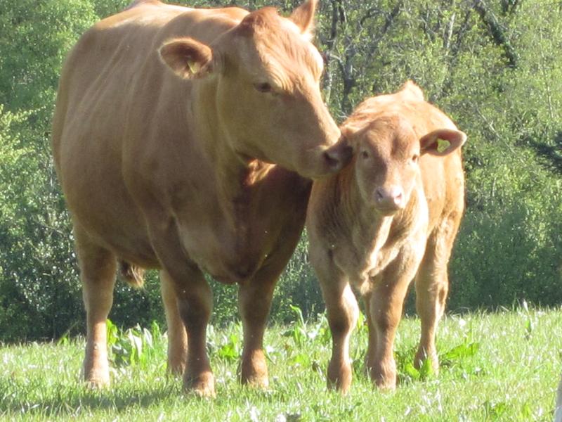 cow_calf_800
