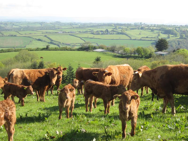 cows_calves_800