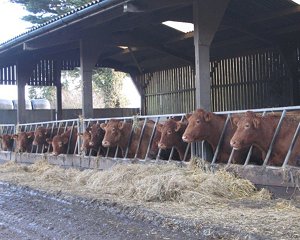 cattle_in_for_winter_300