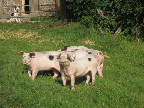 pigs n tig