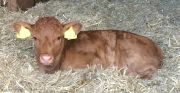calf 2
