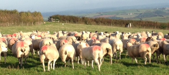2 ewes tupping - Copy