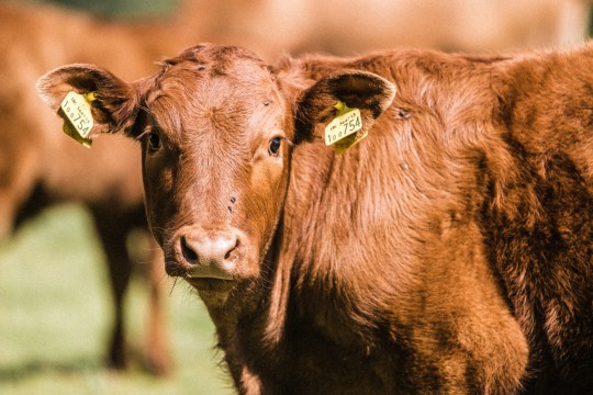 South-Devon-heifer