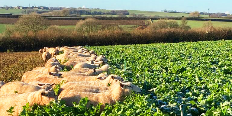 hoggets enjoying organic kale and turnips