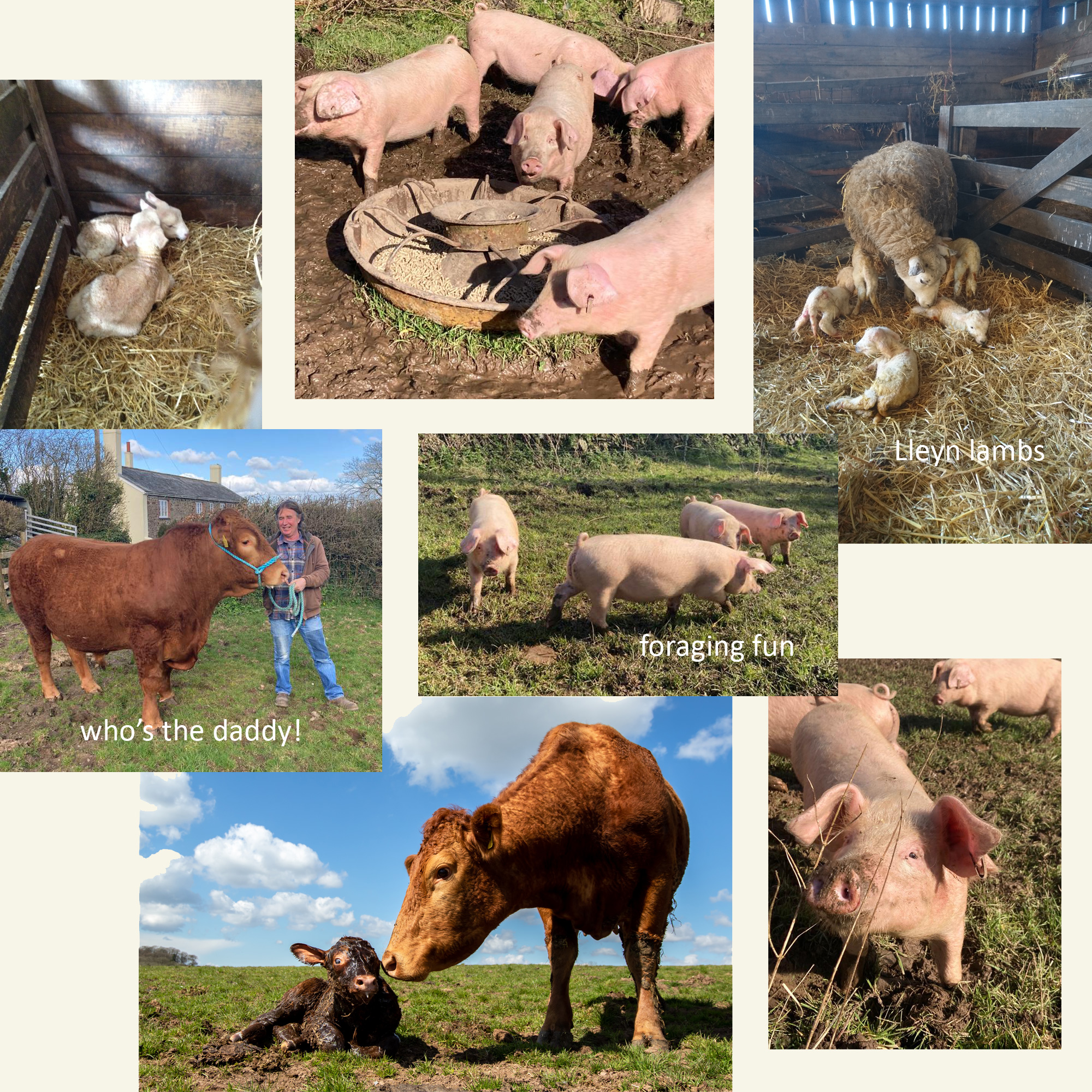 montage-of-new-arrivals