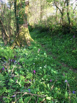 bluebell-walk