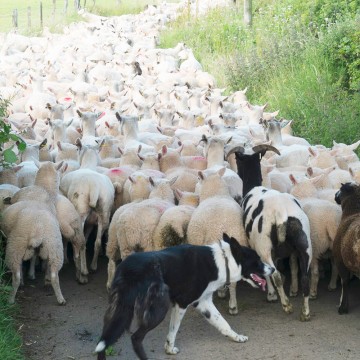 shorn-sheep