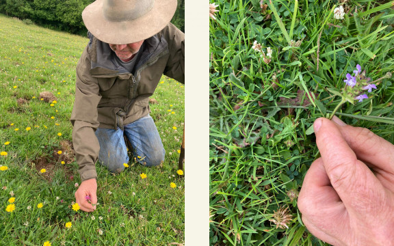Tim-checking-the-diversity-of-the-permanent-pastures