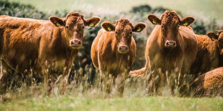 South-Devon-Cattle-in-pasture