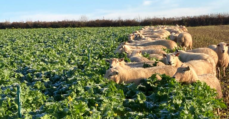 sheep folding roots