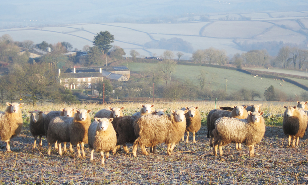 sheep in a frosty field copy