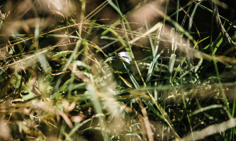 grass