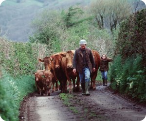 Cows in the lane