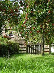 The apple orchard