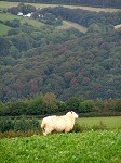 Devon Closewool