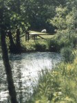 The pond