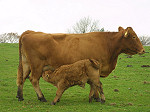 Calf suckling